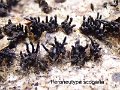 Peroneutypa scoparia-amf2251